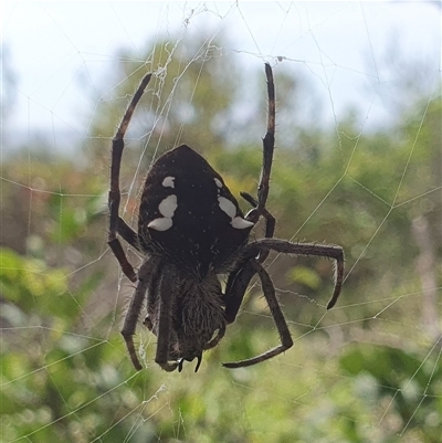 Unidentified Other web-building spider at Diggers Camp, NSW - 3 Dec 2024 by Topwood