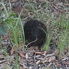 Tachyglossus aculeatus (Short-beaked Echidna) at Tucabia, NSW - 1 Dec 2024 by Topwood