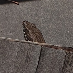 Egernia mcpheei (Eastern Crevice Skink) at Tyndale, NSW - 1 Dec 2024 by Topwood