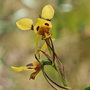 Diuris sulphurea at Uriarra Village, ACT - suppressed