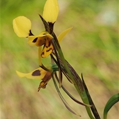 Diuris sulphurea at Uriarra Village, ACT - suppressed