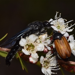 Rhagigaster ephippiger (Smooth flower wasp) at Jerrabomberra, NSW by DianneClarke