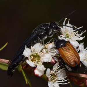 Rhagigaster ephippiger at Jerrabomberra, NSW - 28 Nov 2024