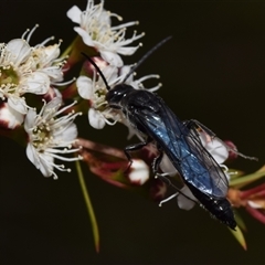 Rhagigaster ephippiger at Jerrabomberra, NSW - 28 Nov 2024