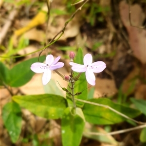 Pseuderanthemum variabile (Pastel Flower) at Mororo, NSW by Topwood