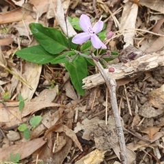 Pseuderanthemum variabile at Mororo, NSW - 29 Nov 2024 01:03 PM