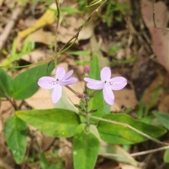 Pseuderanthemum variabile at Mororo, NSW - 29 Nov 2024 01:03 PM