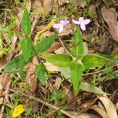 Pseuderanthemum variabile at Mororo, NSW - 29 Nov 2024 01:03 PM