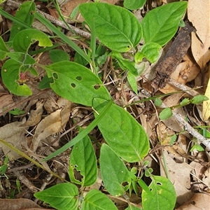 Pseuderanthemum variabile at Mororo, NSW - 29 Nov 2024 01:03 PM