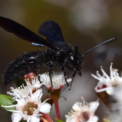 Scoliidae sp. (family) (Unidentified Hairy Flower Wasp) at Jerrabomberra, NSW - 28 Nov 2024 by DianneClarke