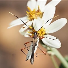 Enchoptera apicalis (Longhorn beetle) at Uriarra Village, ACT - 20 Nov 2024 by KenT