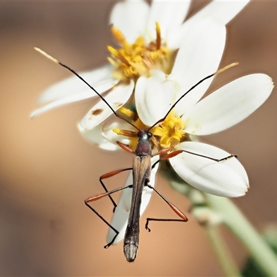 Enchoptera apicalis (Longhorn beetle) at Uriarra Village, ACT - 20 Nov 2024 by KenT