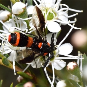 Pterygophorus cinctus at Jerrabomberra, NSW - 28 Nov 2024