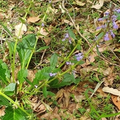 Ajuga australis (Austral Bugle) at Mororo, NSW - 29 Nov 2024 by Topwood