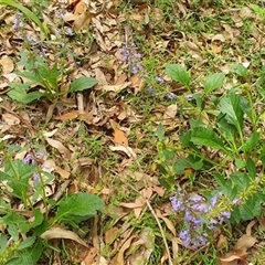 Ajuga australis at Mororo, NSW - 29 Nov 2024