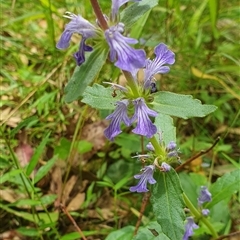 Ajuga australis at Mororo, NSW - 29 Nov 2024