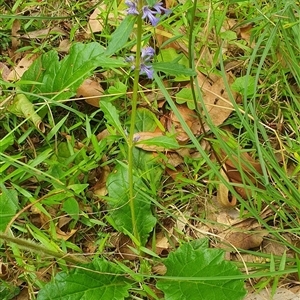 Ajuga australis at Mororo, NSW - 29 Nov 2024