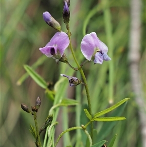 Glycine clandestina at Uriarra Village, ACT - 21 Nov 2024 12:52 PM