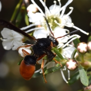 Pseudabispa bicolor at Jerrabomberra, NSW - 28 Nov 2024