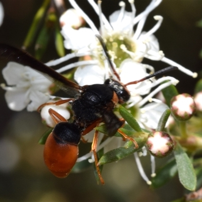 Pseudabispa bicolor (A potter wasp) at Jerrabomberra, NSW - 28 Nov 2024 by DianneClarke