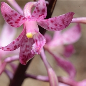 Dipodium roseum at Acton, ACT - suppressed