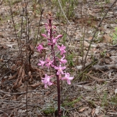 Dipodium roseum at Acton, ACT - suppressed