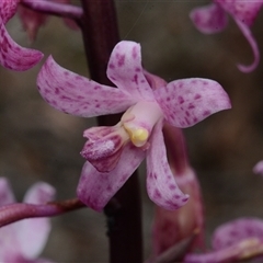 Dipodium roseum at Acton, ACT - 4 Dec 2024