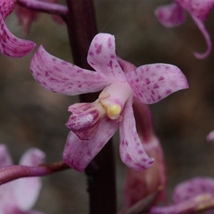 Dipodium roseum at Acton, ACT - suppressed