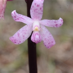 Dipodium roseum at Acton, ACT - 4 Dec 2024