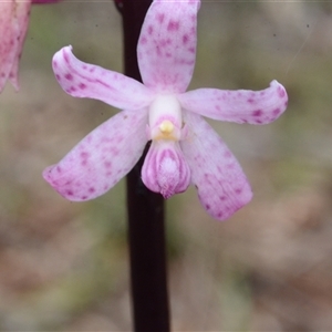 Dipodium roseum at Acton, ACT - 4 Dec 2024