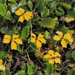 Goodenia hederacea subsp. alpestris at Uriarra Village, ACT - 21 Nov 2024 by KenT