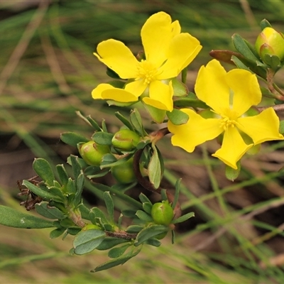 Hibbertia obtusifolia (Grey Guinea-flower) at Uriarra Village, ACT - 22 Nov 2024 by KenT