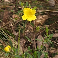 Hibbertia obtusifolia at Uriarra Village, ACT - 22 Nov 2024