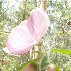 Unidentified Other Shrub at Mororo, NSW - 29 Nov 2024 by Topwood