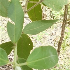 Hibiscus sp. at Mororo, NSW - 29 Nov 2024 12:16 PM