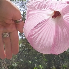 Hibiscus sp. at Mororo, NSW - 29 Nov 2024