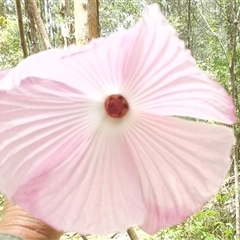 Hibiscus sp. at Mororo, NSW - 29 Nov 2024