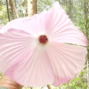 Hibiscus sp. at Mororo, NSW - 29 Nov 2024