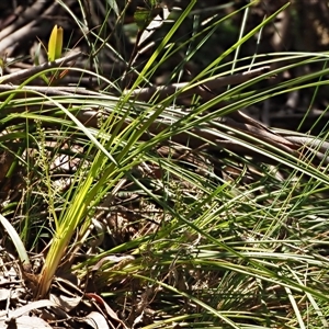 Lomandra filiformis subsp. coriacea (Wattle Matrush) at Uriarra Village, ACT by KenT