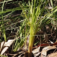 Lomandra filiformis subsp. coriacea at Uriarra Village, ACT - 22 Nov 2024