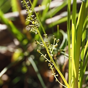 Lomandra filiformis subsp. coriacea at Uriarra Village, ACT - 22 Nov 2024