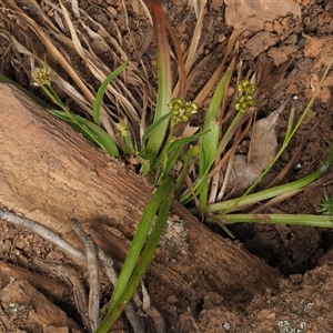 Luzula densiflora (Dense Wood-rush) at Uriarra Village, ACT by KenT