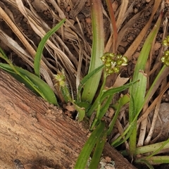 Luzula densiflora at Uriarra Village, ACT - 21 Nov 2024