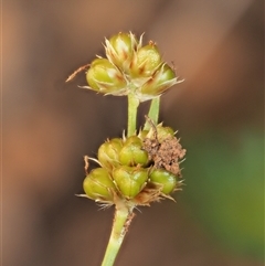 Luzula densiflora at Uriarra Village, ACT - 21 Nov 2024