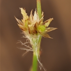 Luzula densiflora at Uriarra Village, ACT - 21 Nov 2024