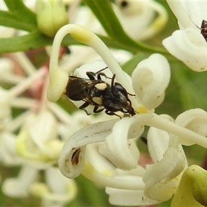 Leioproctus (Leioproctus) irroratus (Yellow-shouldered Bee) at Acton, ACT by HelenCross