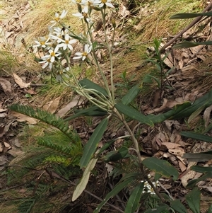 Olearia megalophylla at Uriarra Village, ACT - 21 Nov 2024 10:44 AM