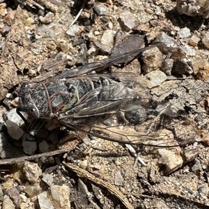 Atrapsalta furcilla at Tennent, ACT by Pirom