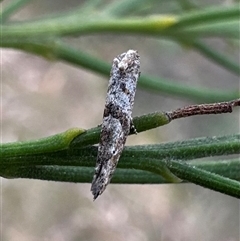 Gnathifera eurybias (A Fringe-tufted Moth) at Ainslie, ACT - 5 Oct 2024 by Pirom