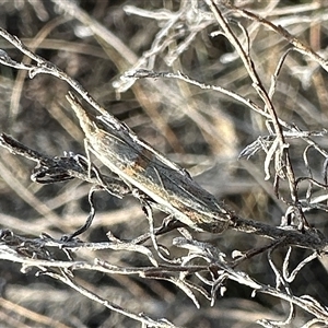 Etiella behrii at Ainslie, ACT - 5 Nov 2024 06:13 PM